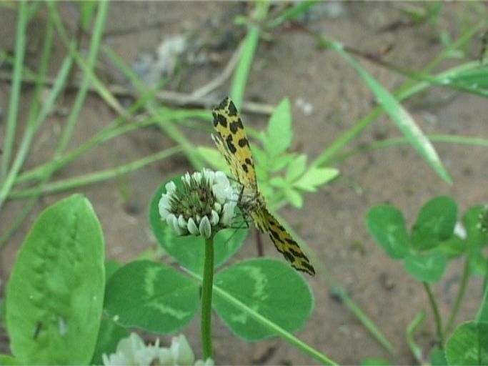 Gelber Fleckenspanner ( Pseudopanthera macularia ), Flügelunterseite, auf Weißklee : Brüggen, Brachter Wald, 03.06.2005